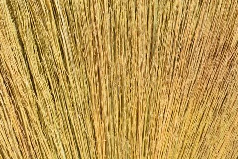 Broom Grass Stock Photos