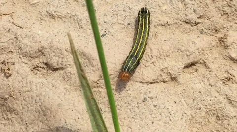 Broom Moth Caterpillar in Peru, Crawling on Rock to Plant Stock Footage 48539089