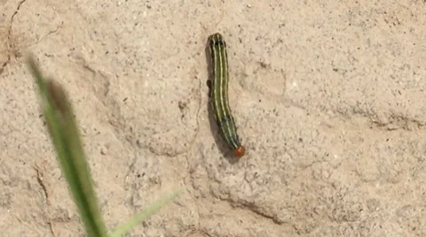 Broom Moth Caterpillar in Peru, Crawling to Plant Stock Footage 48539312