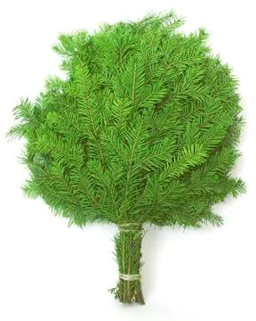 Broom of the needles Stock Photos