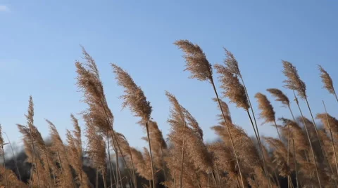 BROOM OF REEDS Video stock 59981291