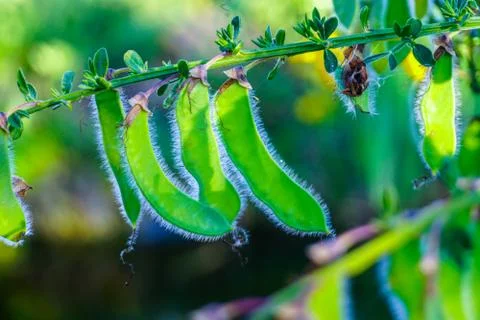 Broom Seeds Stock Photos