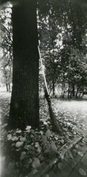 A broom stands next to a tree. Stock Photos