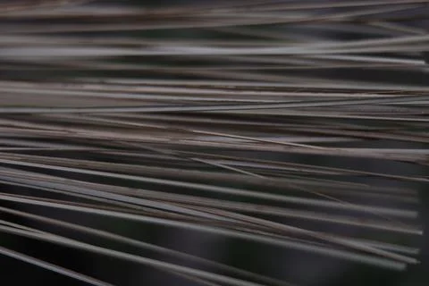 Broom stick Stock Photos