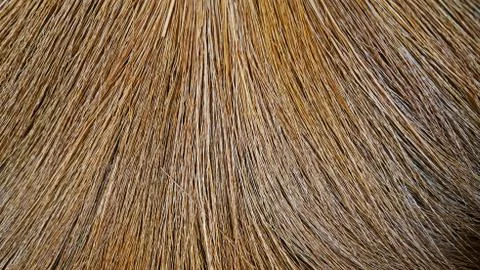 Broom texture Foto stock