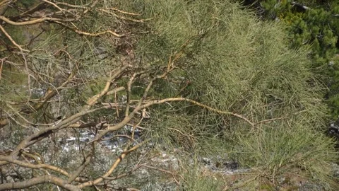 Broom Tree Typical Plant Sicily Nature Branches Leaves Moving Wind Etna Park Vídeos de archivo 150551462