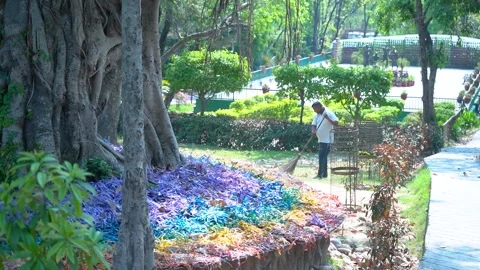 Broom Work by Sweepers Inside Zoo Campus Stock Footage 313570416