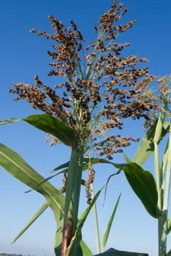 Broomcorn Stock Photos