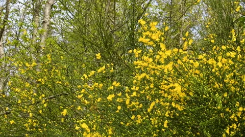 Brooms in bloom in spring, in the forests of the Apennine mountains Stock Footage 154372628