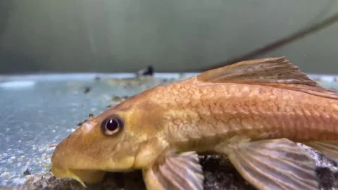 Broomstick fish Stock Footage 306475264