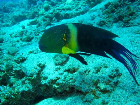 Broomtail wrasse Foto stock
