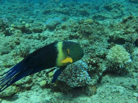 Broomtail wrasse Stock Photos