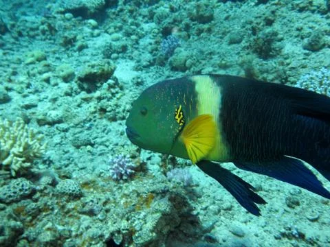 Broomtail wrasse Stock Photos
