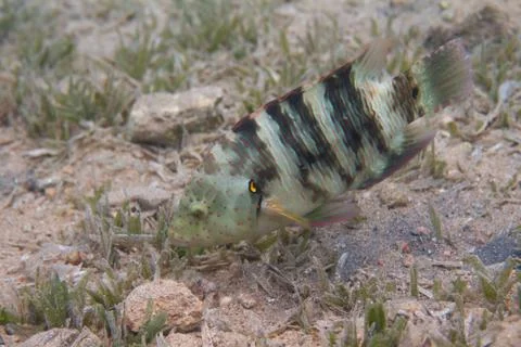 Broomtail Wrasse 스톡 사진