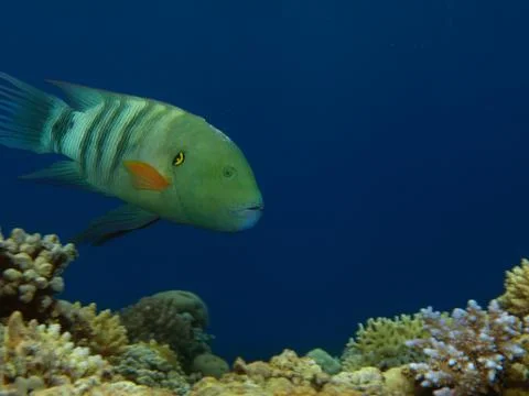 Broomtail wrasse Foto stock
