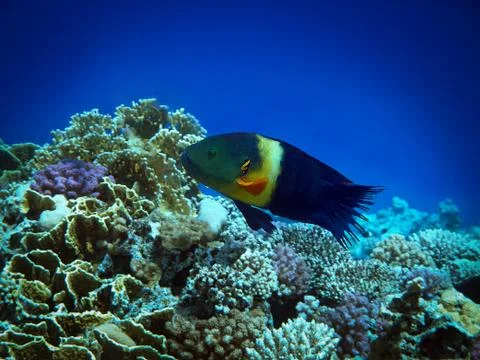 Broomtail wrasse Stock Photos