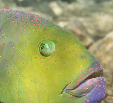Broomtail Wrasse Stock Photos