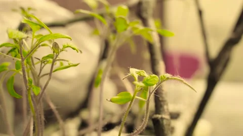 Brotes Tomates Stock Footage 142816628