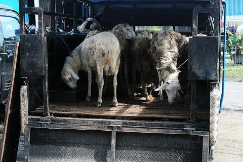 Brought back Stock Photos