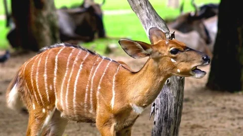 Brow Antlered Deer Video stock 76250677