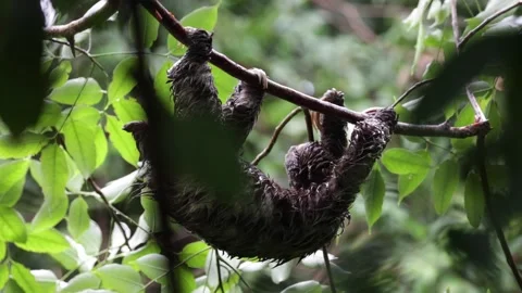 Brown 3-toed Sloth hang in rainforest tree very wet turning head close up Video stock 158808385