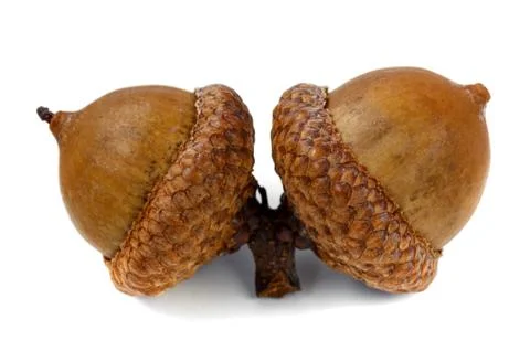 Brown Acorns Stock Photos