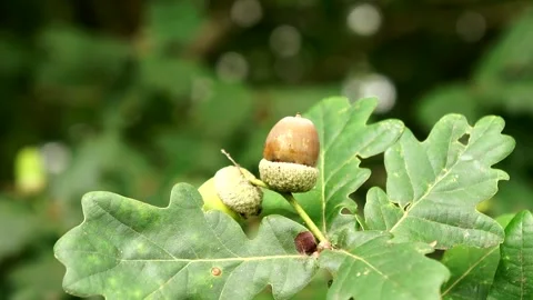 Brown Acorns on the Tree. Acorns on an Oak Tree Stock Footage 306848657