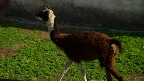 Brown active llama eats grass and looks between brown boards in a fence during 動画素材 313262341