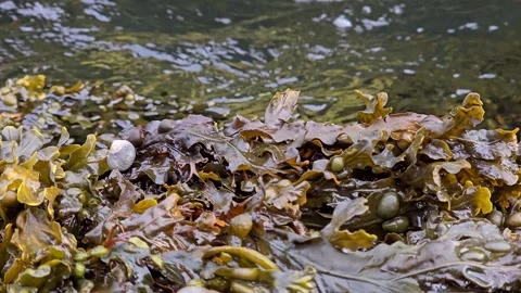 Brown algae and snails on rocks along a flowing mountain stream Stock Footage 344058450
