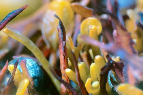 Brown algae, Bady wrack Brown algae, Bady wrack (fucus). macro of algal bo... Stock Photos