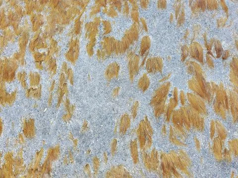 Brown algae on cement Stock Photos