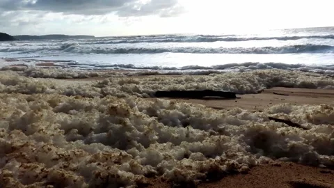 Brown algae coloured foam flutters in the wind as waves break on the shoreline. Видео 171893344