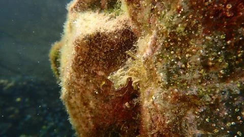 Brown algae forkweed or doubling weed (Dictyota dichotoma) undersea Stock-Fotos