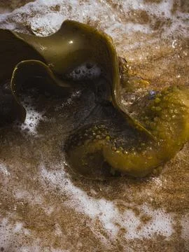 Brown algae saccorhiza polyschides in ocean surf on sandy beach in portugal Foto stock