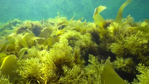 Brown algae seaweeds underwater in the ocean Atlantic Spain Stock Footage 155176211
