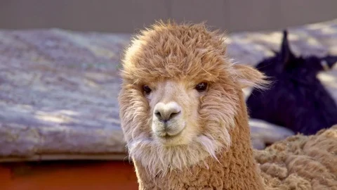 Brown Alpaca close up in Peruvian Highlands Stock Footage 85393244