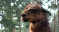 Brown Alpaca close up portrait fascial expression HD Footage