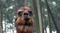 Brown Alpaca close up portrait fascial expression HD Footage
