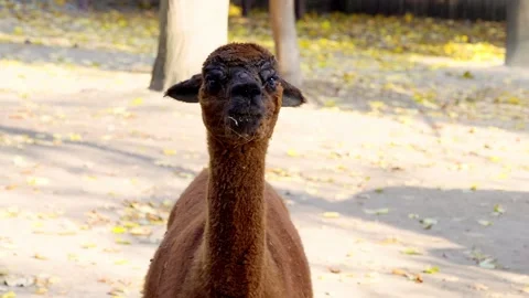Brown alpaca eats and looks at the camera on the farm Stock Footage 295073203