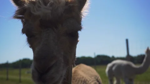 Brown alpaca eats from hand. Video stock 91579187