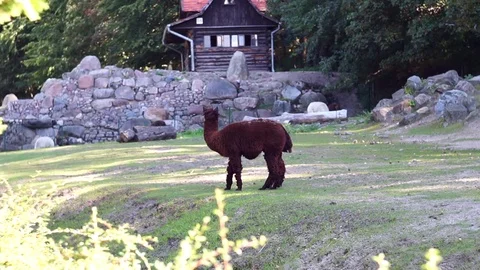 Brown Alpaca Grazing In A Field Stock Footage 73889756