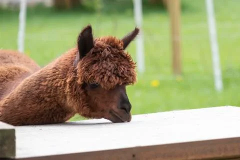 Brown Alpaca in a green meadow. eats chunks. Selective focus on the head of the Foto stock