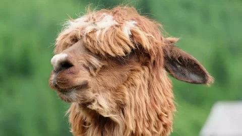Brown alpaca head close up on a background of green trees. Wild animals Video stock 171679472