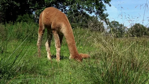A brown alpaca on the meadow while grazing Stock Footage 101828039