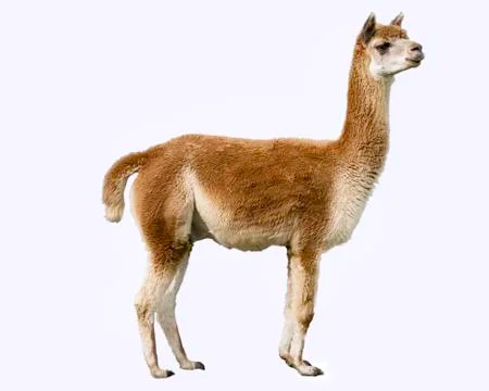 Brown alpaca Stock Photos