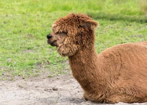 Brown Alpaca Stock Photos