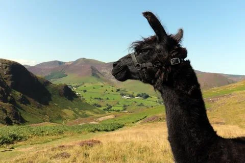 Brown Alpaca Stock Photos