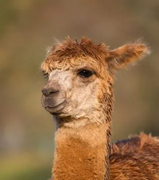 Brown Alpaca in profile Stock Photos