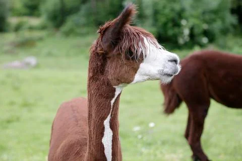 Brown alpaca (Vicugna pacos) Stock Photos