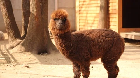 Brown alpaca in the zoo Stock Footage 47056040